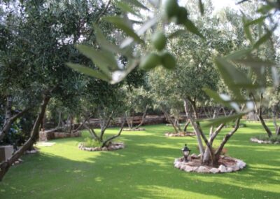 finca lomamour olivar 2 almeria 1